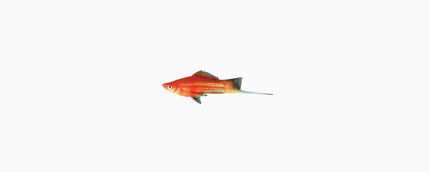 Red Swordtail - N8 Aquatics
