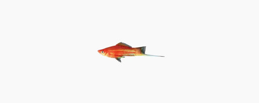 Red Swordtail - N8 Aquatics