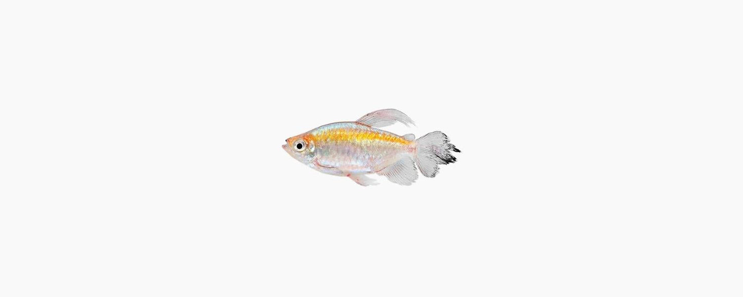 Congo Tetra - N8 Aquatics