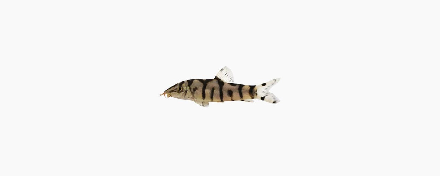 Pakistani Loach - N8 Aquatics