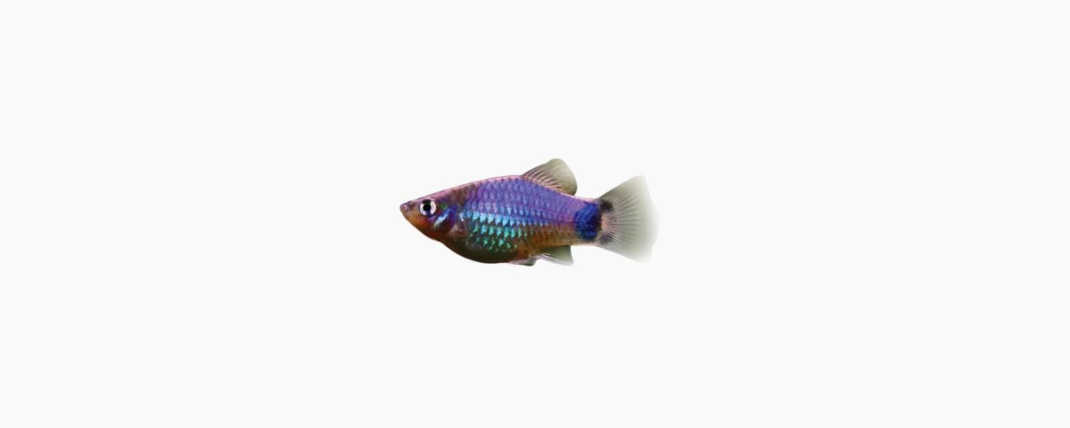 Blue Mickey Mouse Platy - N8 Aquatics