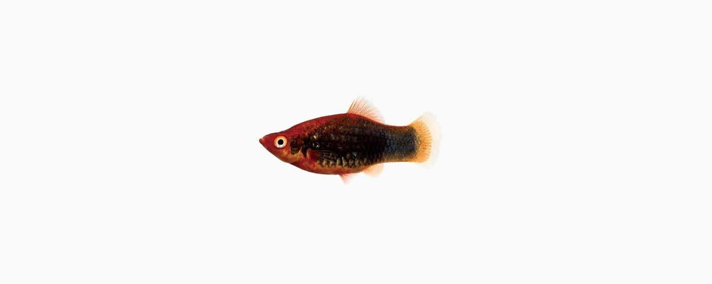 Red Tux Platy - N8 Aquatics