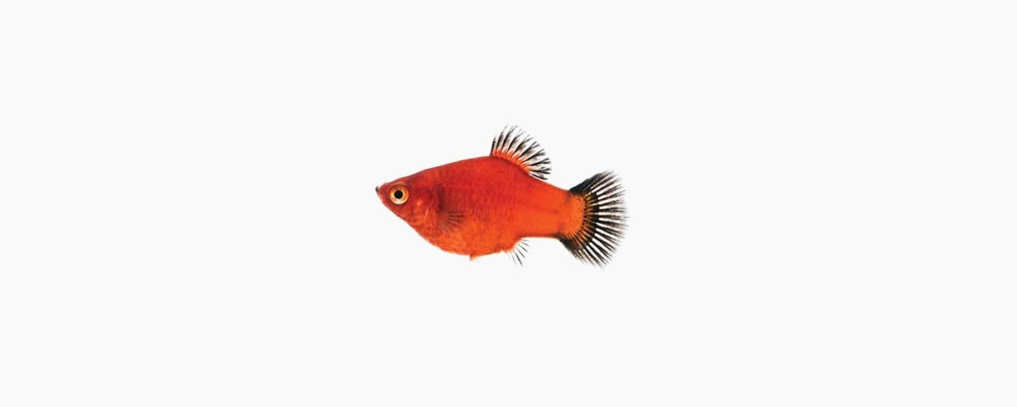 Red Wagtail Platy - N8 Aquatics