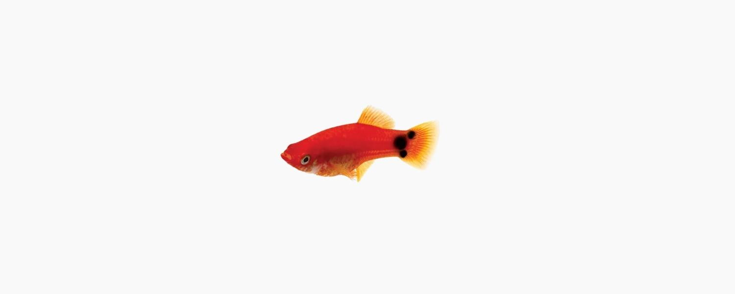 Red Mickey Mouse Platy - N8 Aquatics