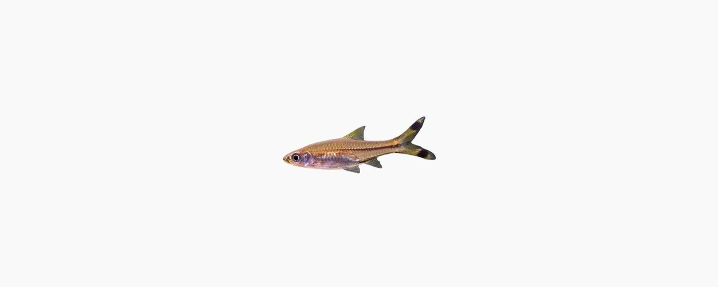 Scissortail Rasbora - N8 Aquatics