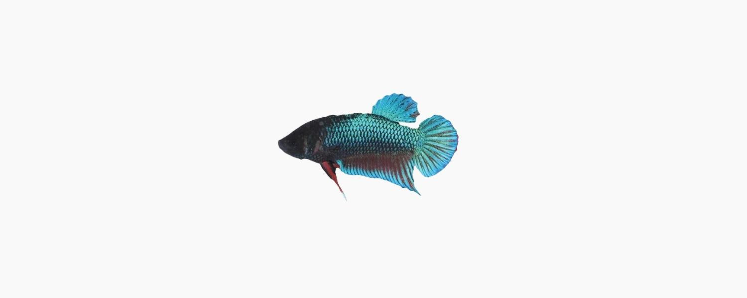 Female Assorted Betta - N8 Aquatics