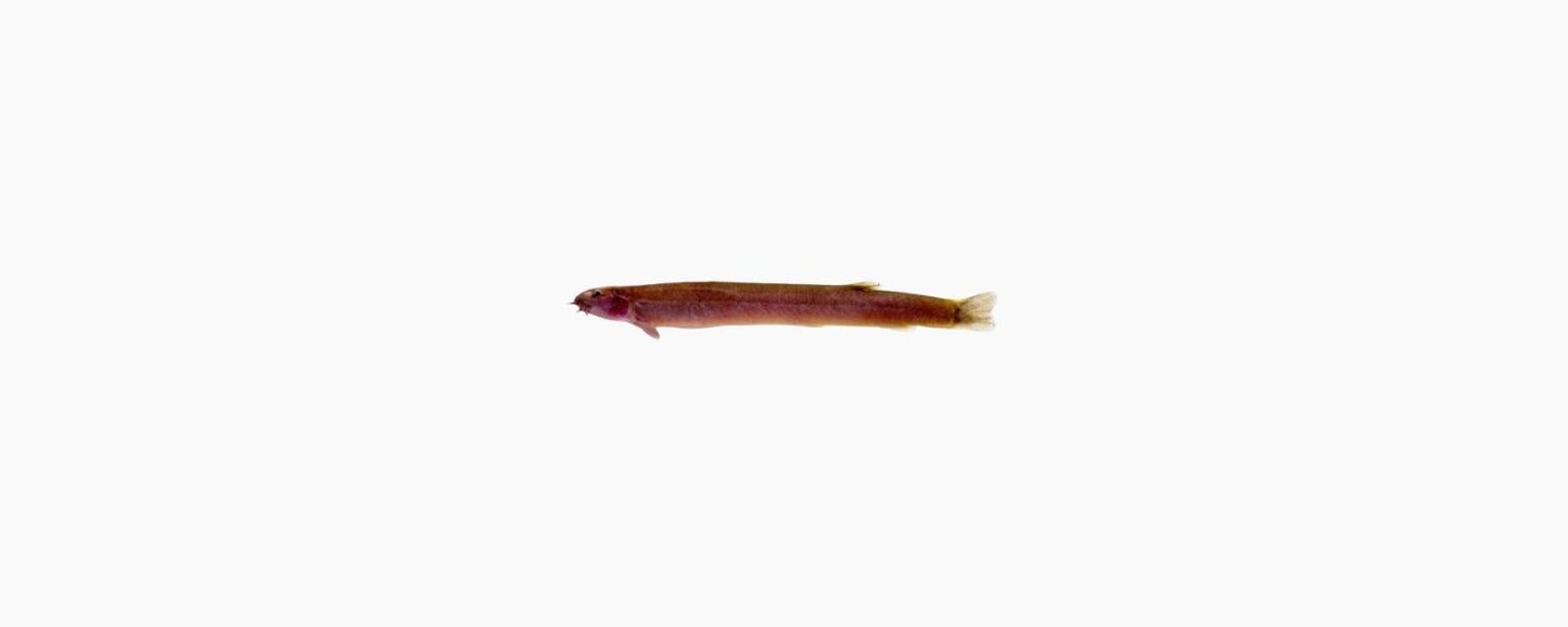 Black Kuhli Loach - N8 Aquatics