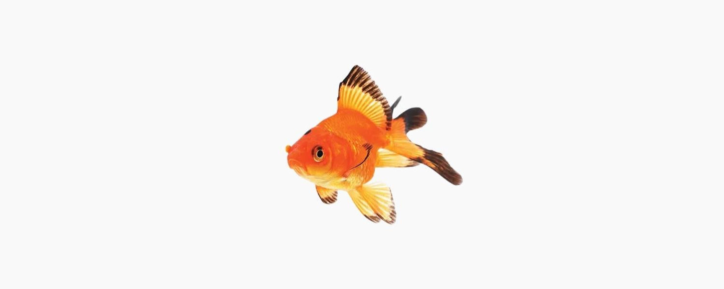 Assorted Fantail Goldfish 5cm - N8 Aquatics