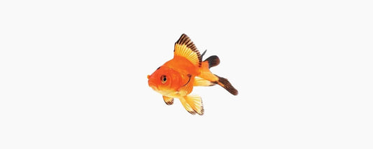 Assorted Fantail Goldfish 5cm - N8 Aquatics