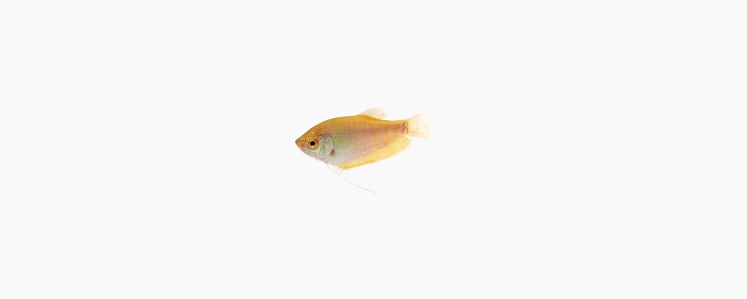 Assorted Gourami 5cm - N8 Aquatics