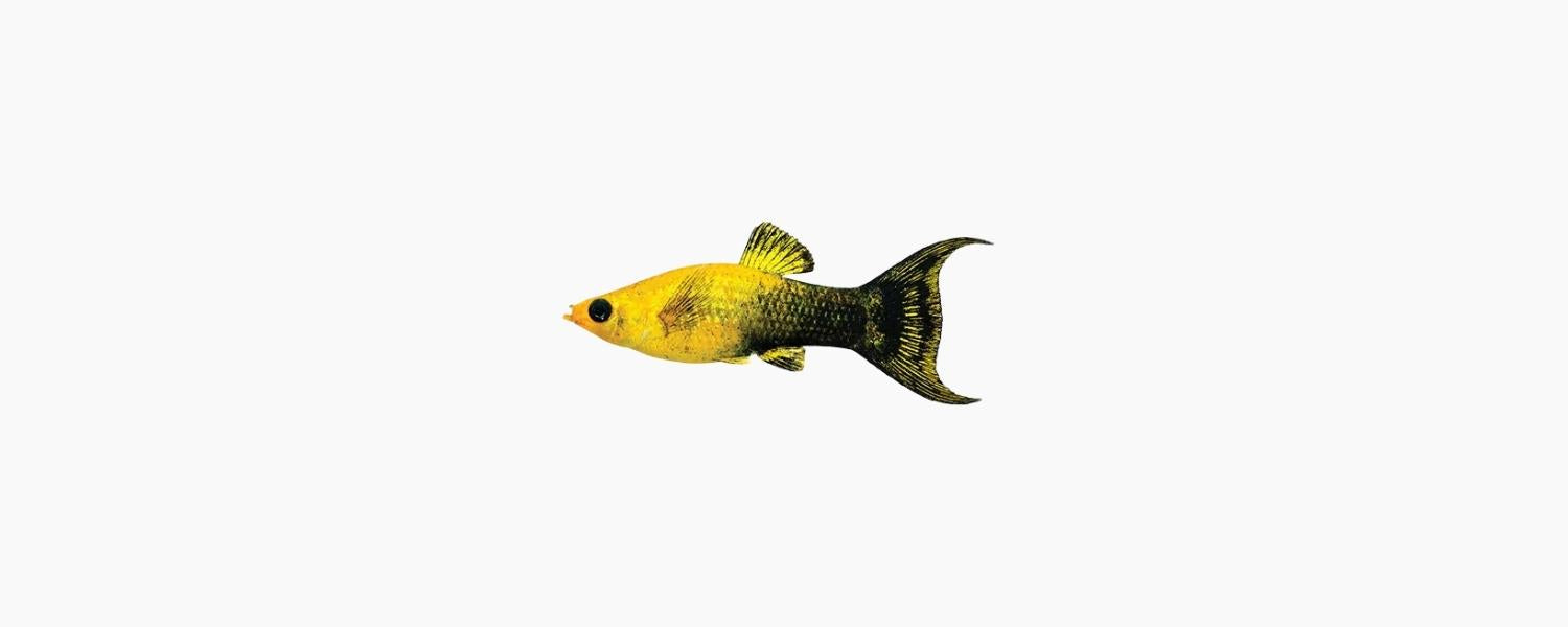 Assorted Lyretail Molly - N8 Aquatics