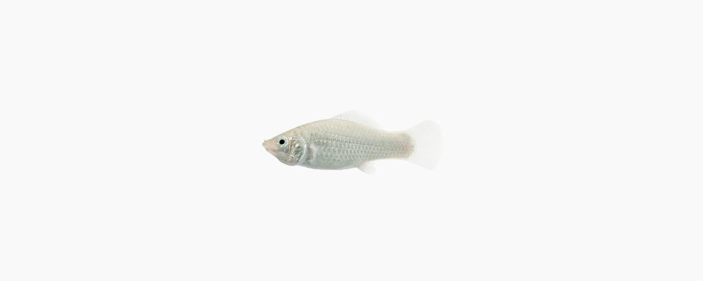 Assorted Molly - N8 Aquatics