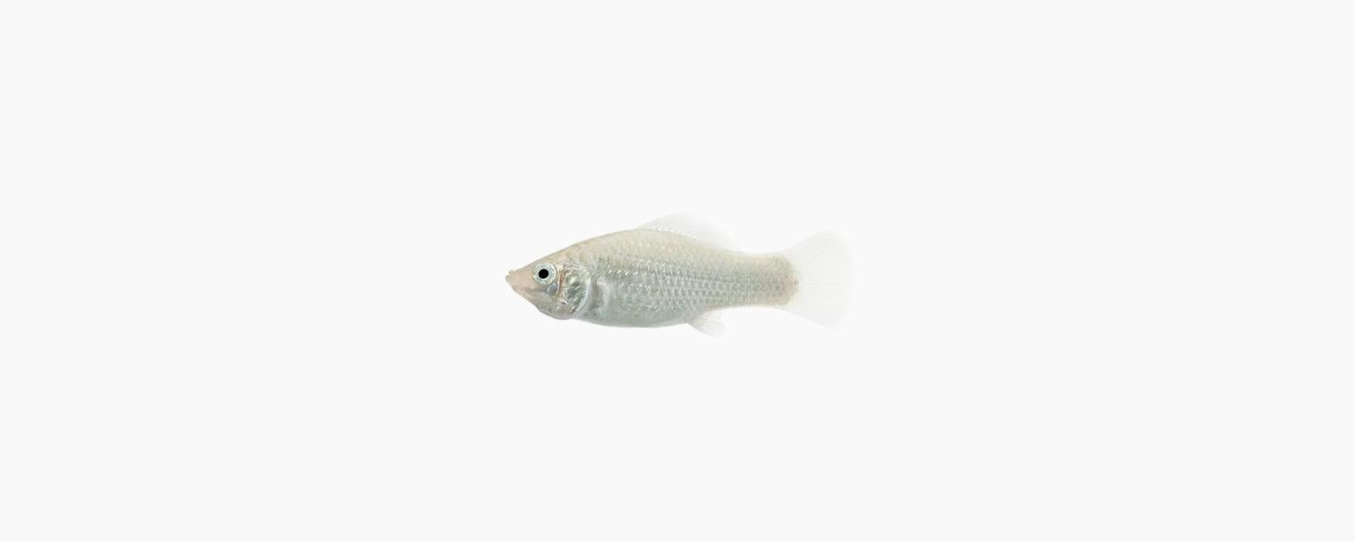 Assorted Molly - N8 Aquatics
