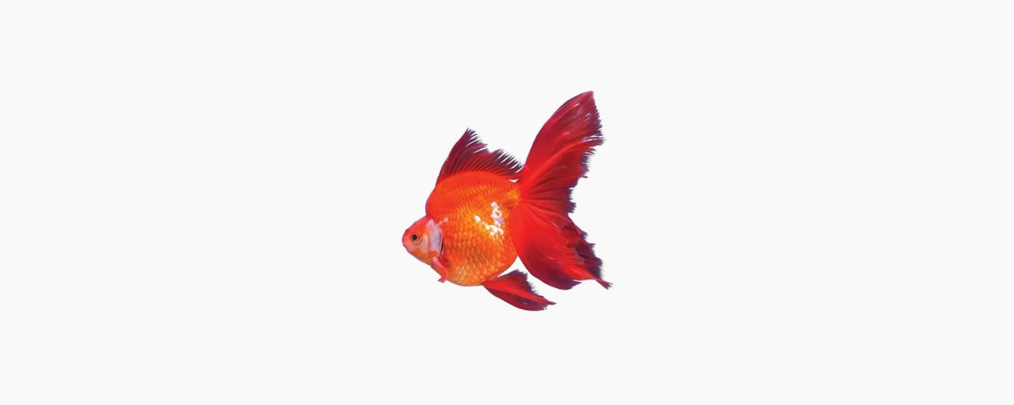Assorted Ryukin Goldfish 5cm - N8 Aquatics