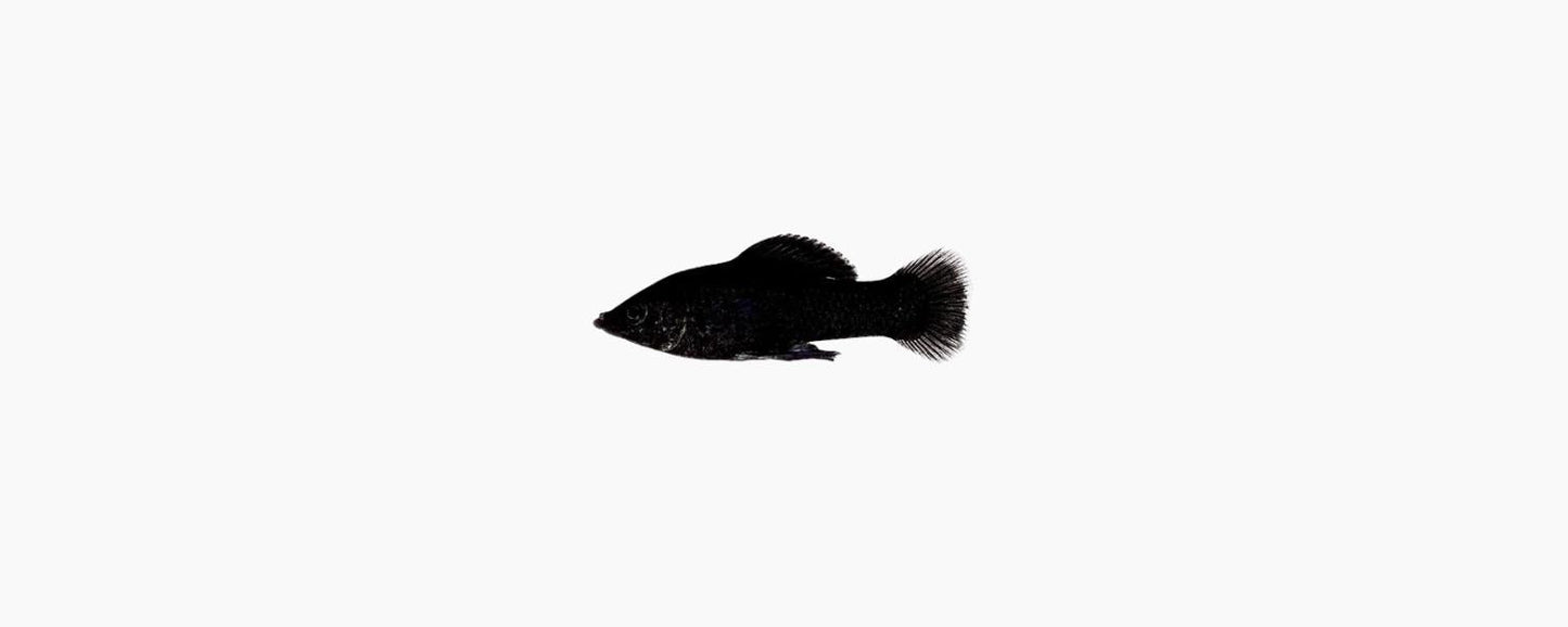 Black Molly - N8 Aquatics