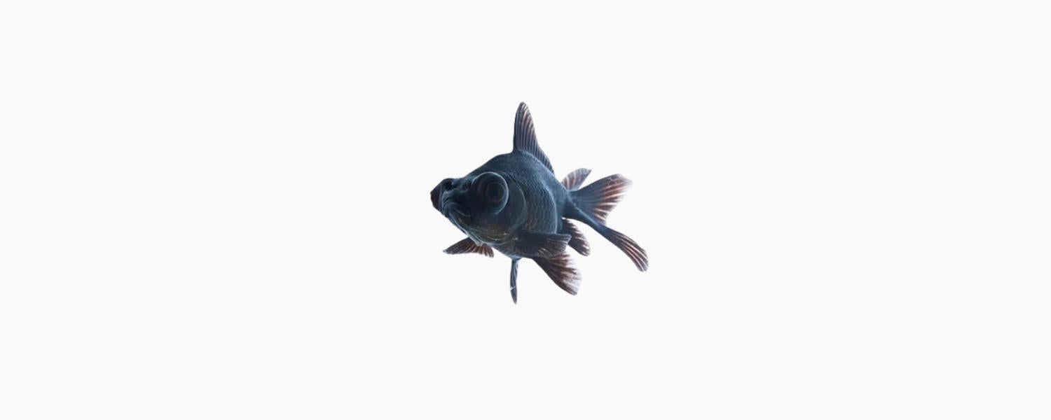 Black Moor Goldfish 5cm - N8 Aquatics