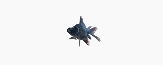 Black Moor Goldfish 5cm - N8 Aquatics