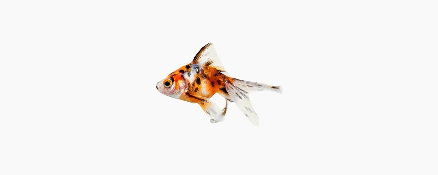 Calico Fantail Goldfish 5cm - N8 Aquatics