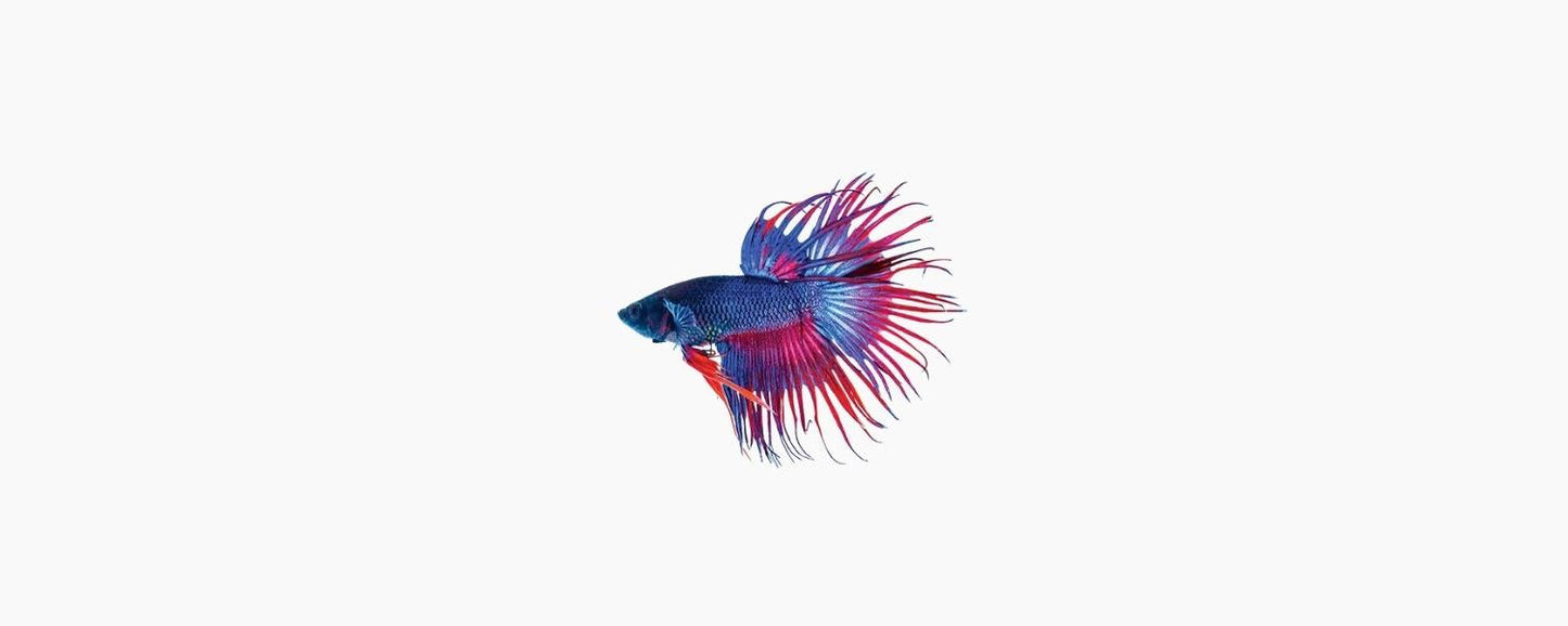 Crowntail Male Betta - N8 Aquatics