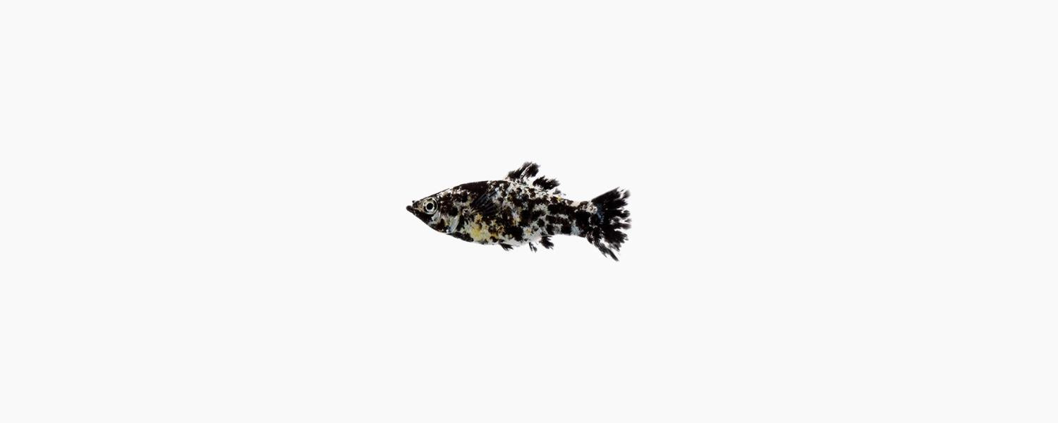 Dalmatian Molly - N8 Aquatics