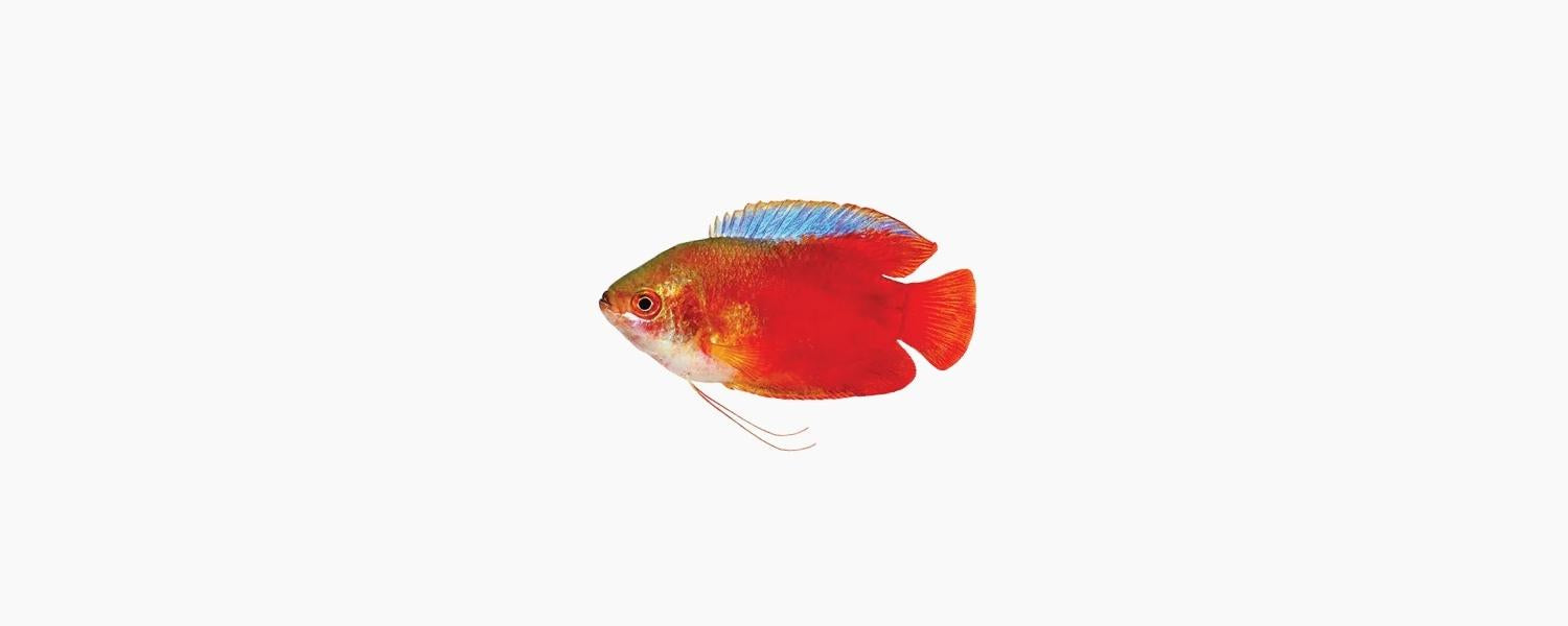 Dwarf Red Flame Gourami - N8 Aquatics