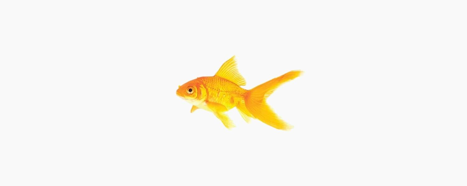 Golden Comet Goldfish 5cm - N8 Aquatics