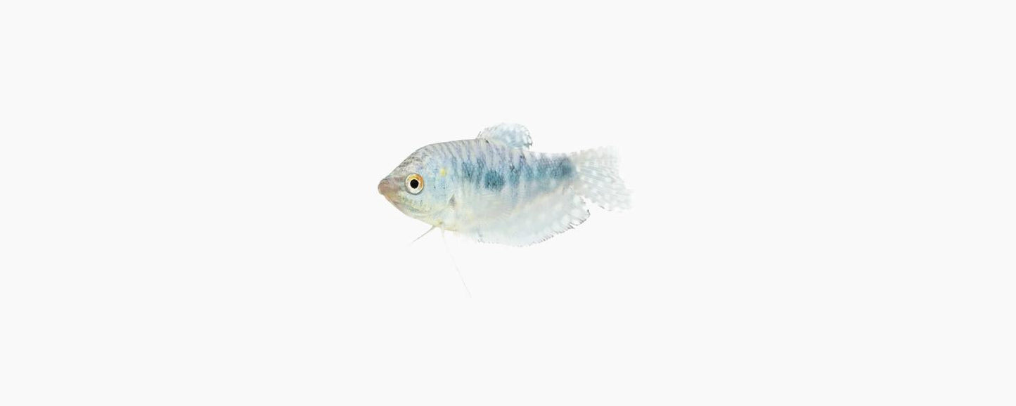 Opaline Gourami - N8 Aquatics
