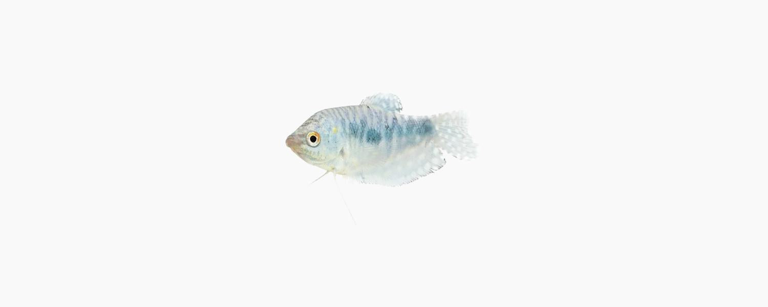 Opaline Gourami - N8 Aquatics