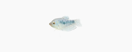 Opaline Gourami - N8 Aquatics