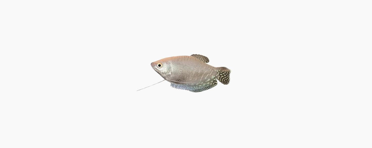 Platinum Gourami - N8 Aquatics