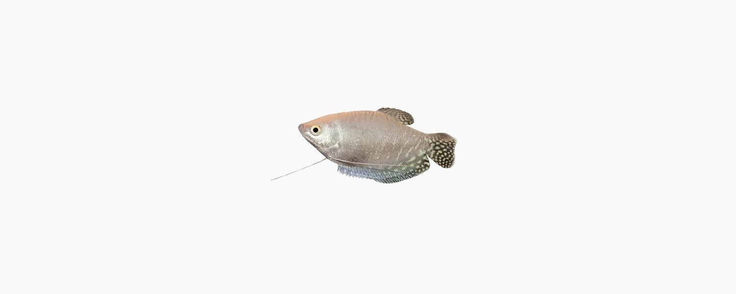 Platinum Gourami - N8 Aquatics