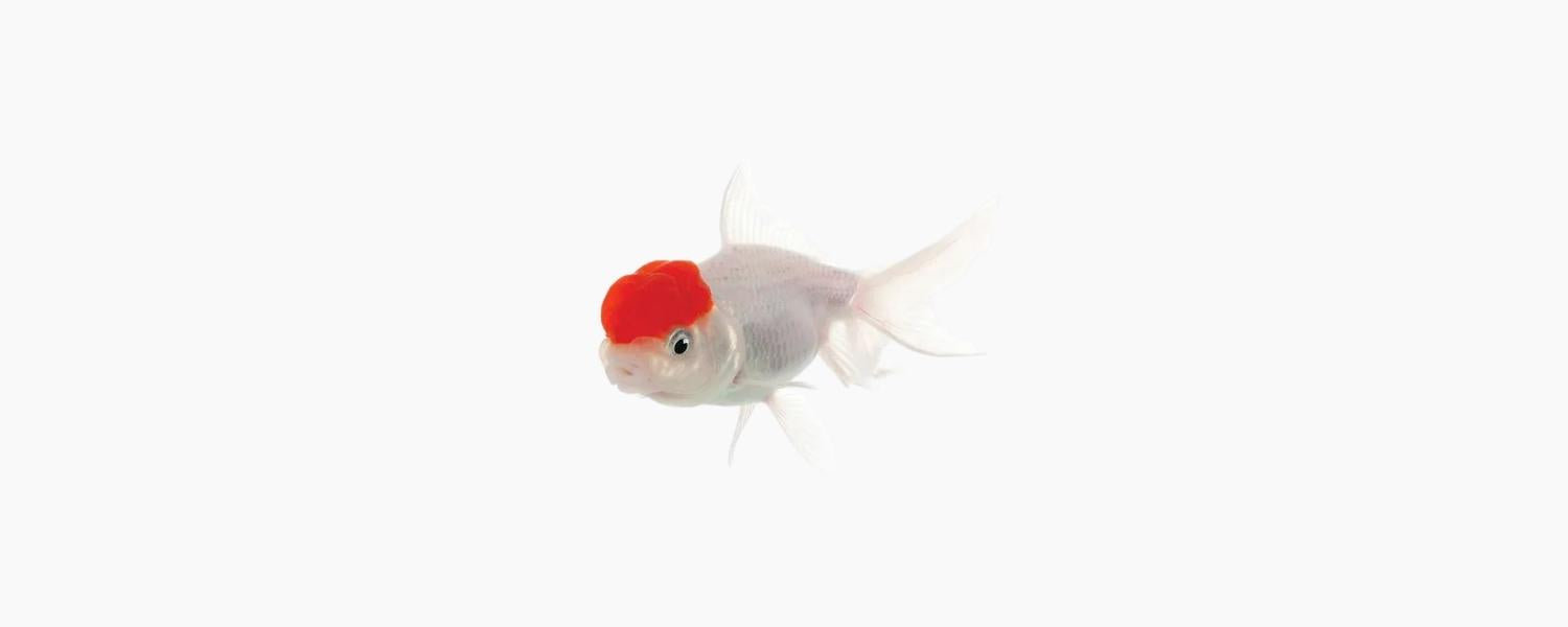 Red Cap Oranda Goldfish 5cm - N8 Aquatics