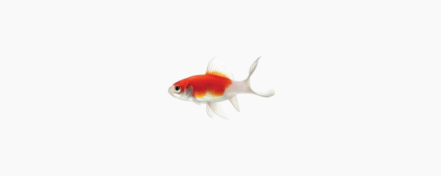 Red & White Comet Goldfish 5cm - N8 Aquatics