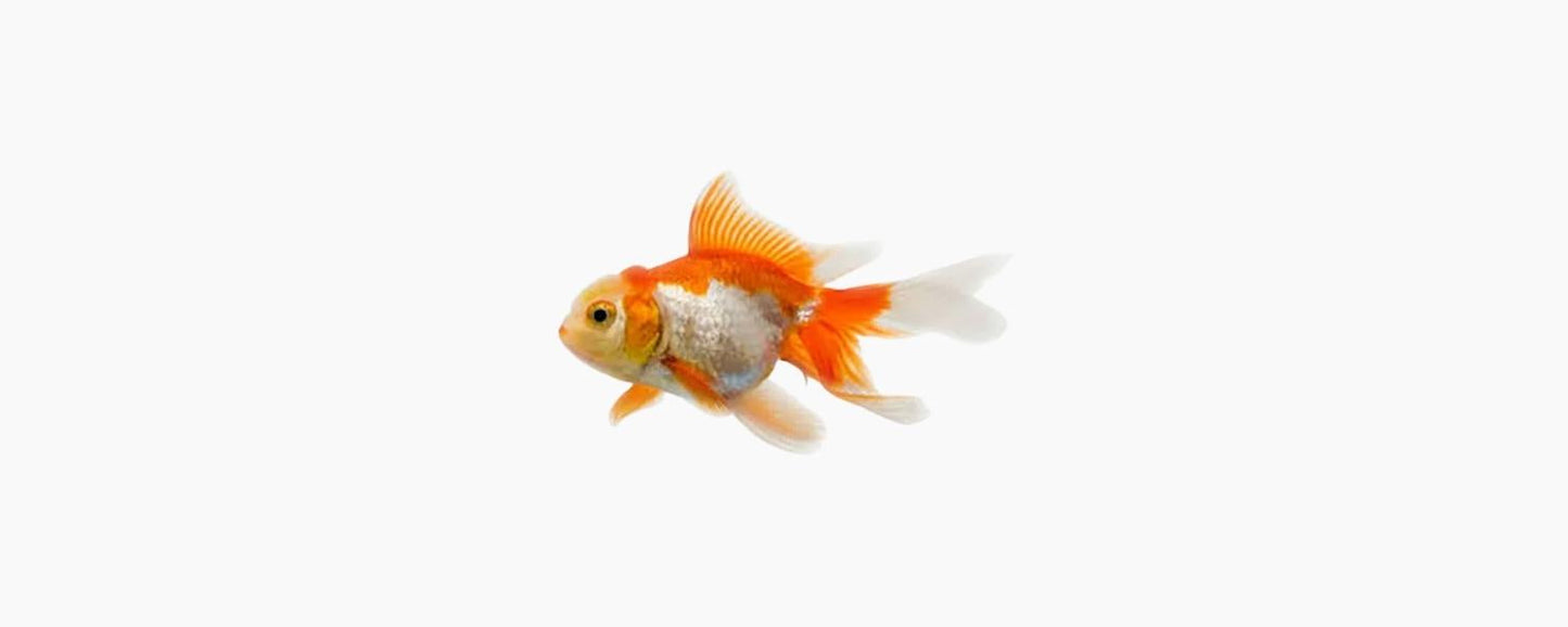 Red & White Fantail Goldfish 5cm - N8 Aquatics