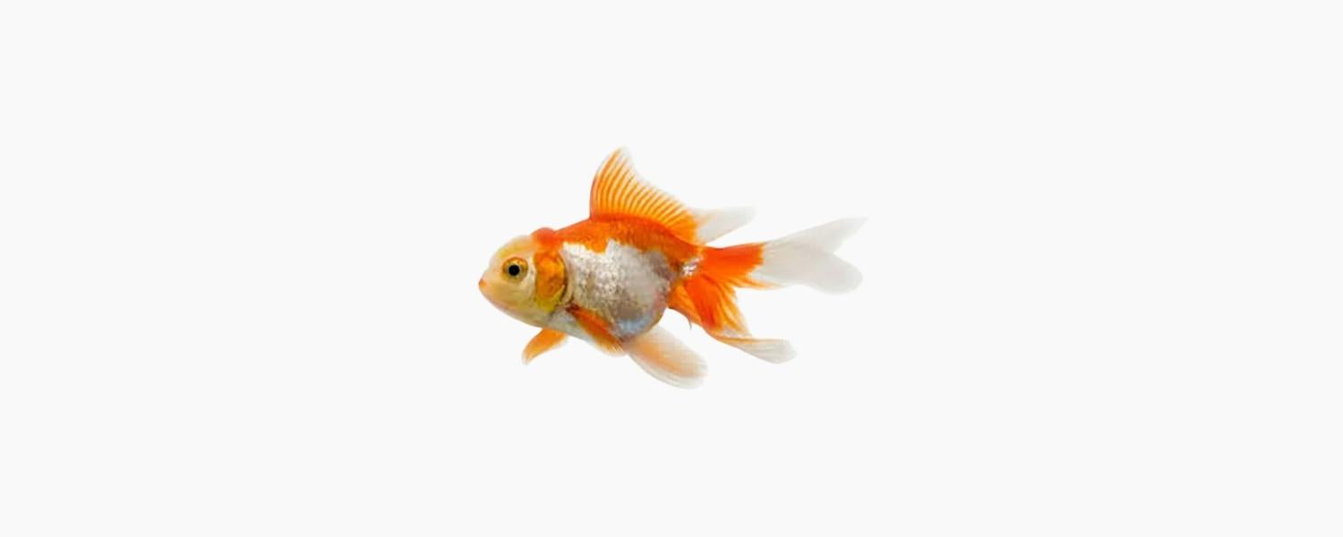 Red & White Fantail Goldfish 5cm - N8 Aquatics