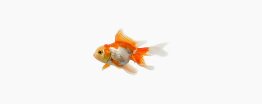 Red & White Fantail Goldfish 5cm - N8 Aquatics