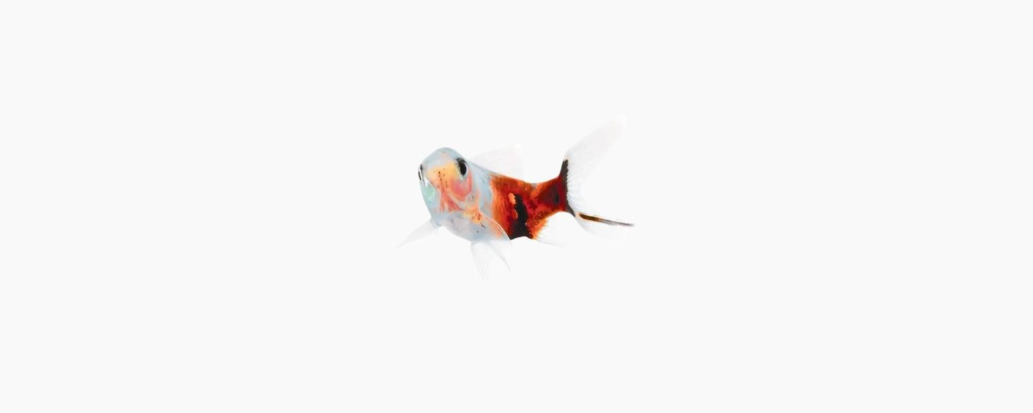 Shubunkin Goldfish 5cm - N8 Aquatics