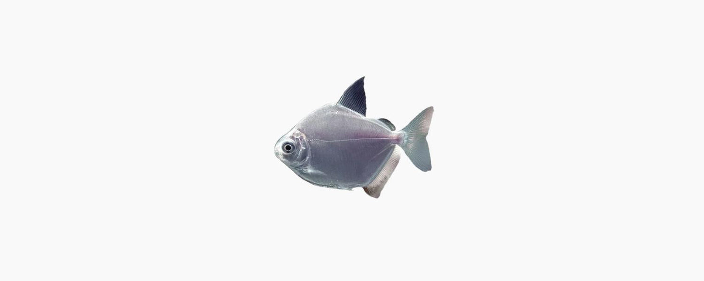 Silver Dollar (Metynnis spp.) 5cm - N8 Aquatics