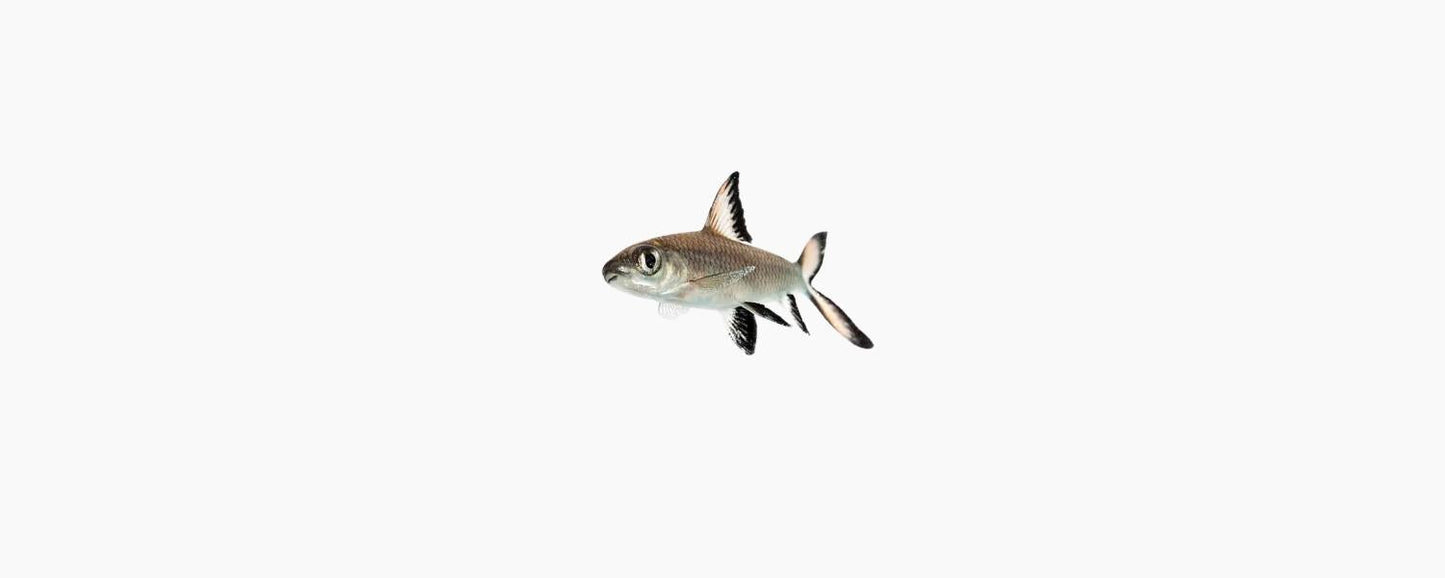 Silver Shark 5cm - N8 Aquatics