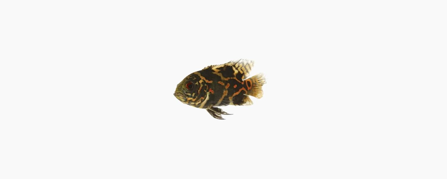 Tiger Oscar 5cm - N8 Aquatics