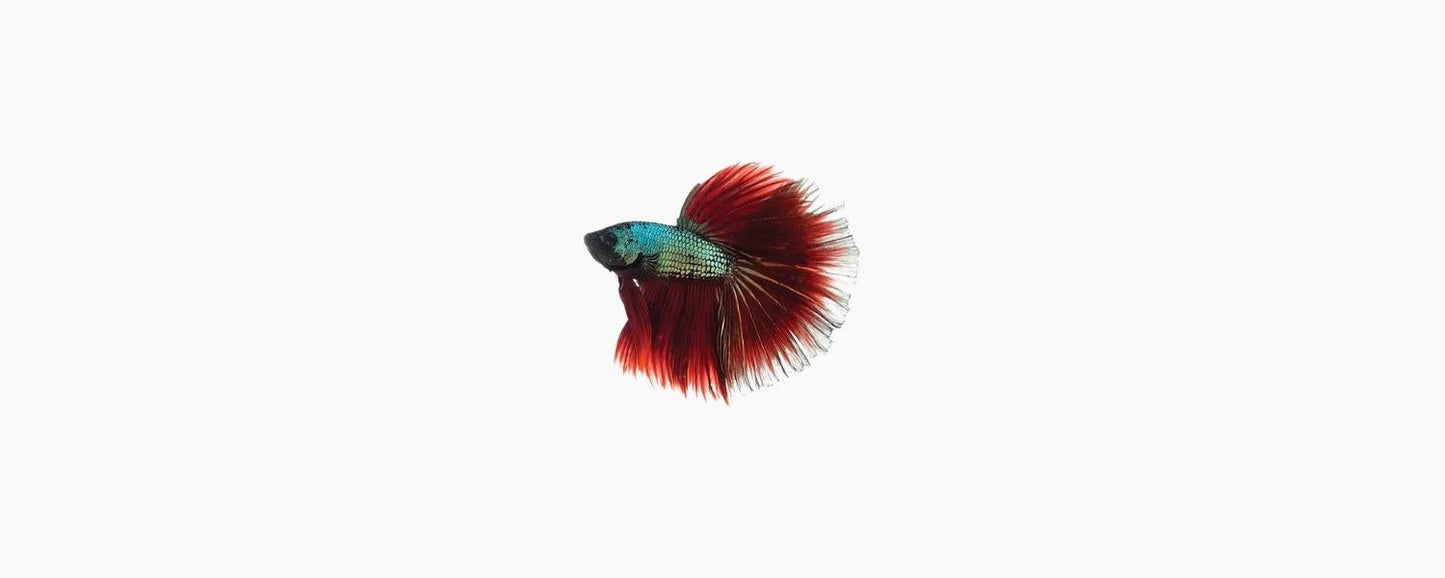 Assorted Half Moon Male Betta - N8 Aquatics