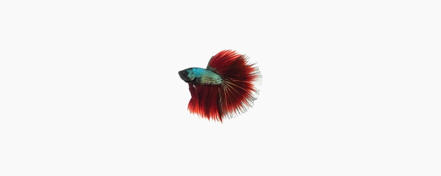 Assorted Half Moon Male Betta - N8 Aquatics