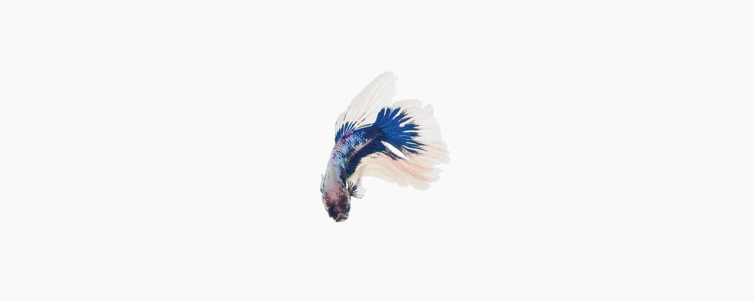 Male Cambodian Assorted Betta - N8 Aquatics
