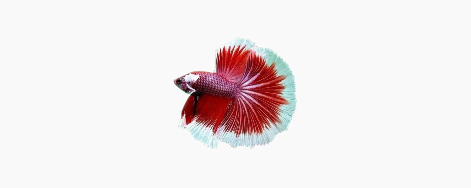 Dumbo Halfmoon Betta - N8 Aquatics