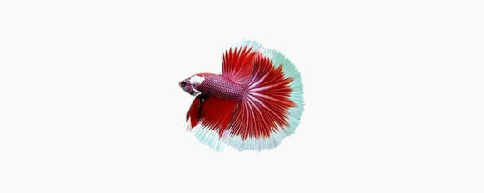 Dumbo Halfmoon Betta - N8 Aquatics