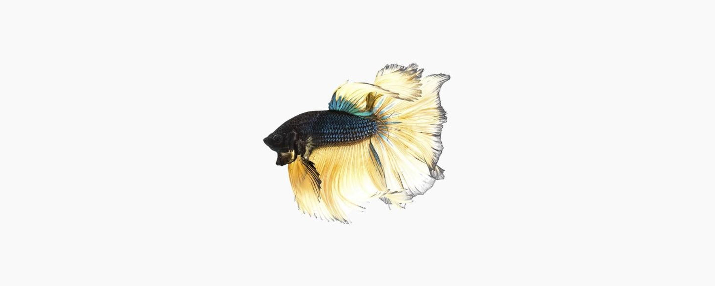 Mustard Half Moon Male Betta - N8 Aquatics
