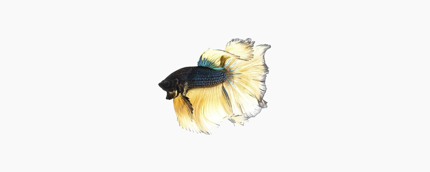 Mustard Half Moon Male Betta - N8 Aquatics