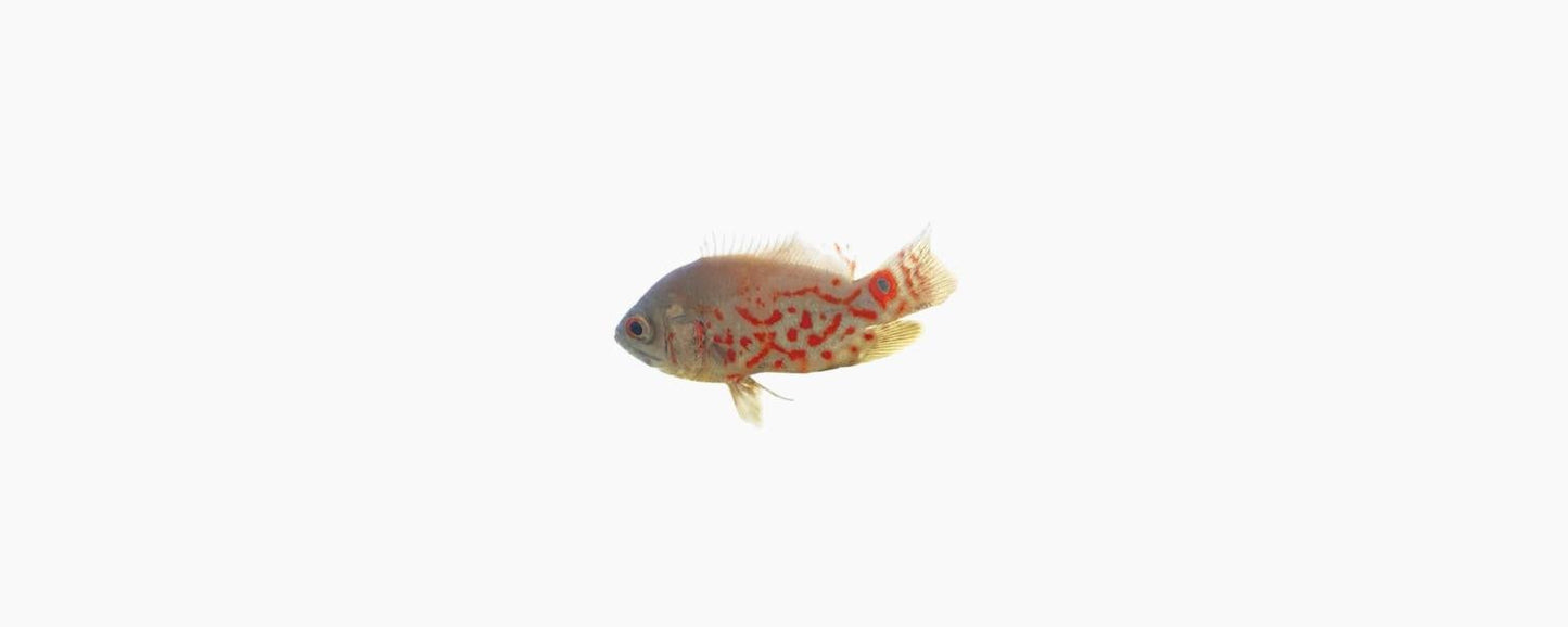 Albino Tiger Oscar 7cm - N8 Aquatics
