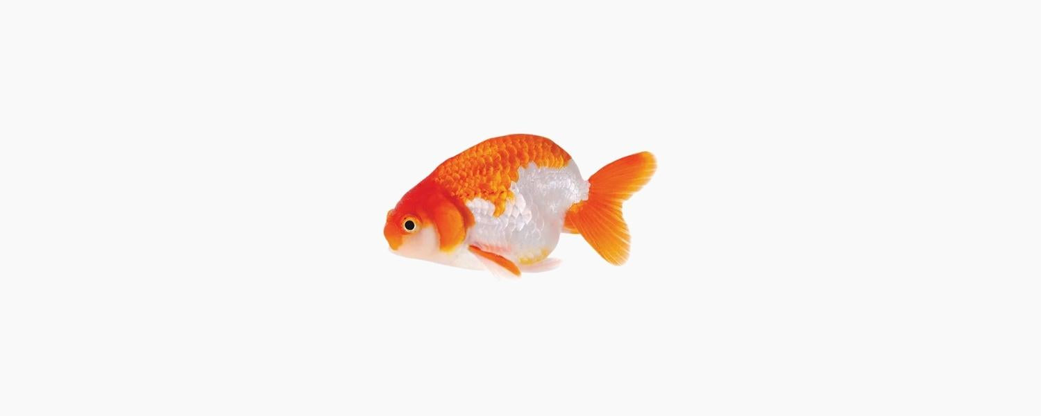 Assorted Ranchu Goldfish - N8 Aquatics