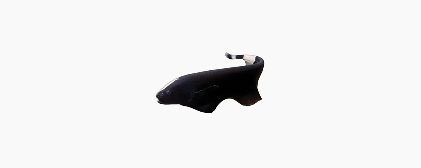 Black Ghost Knife Fish 7cm - N8 Aquatics